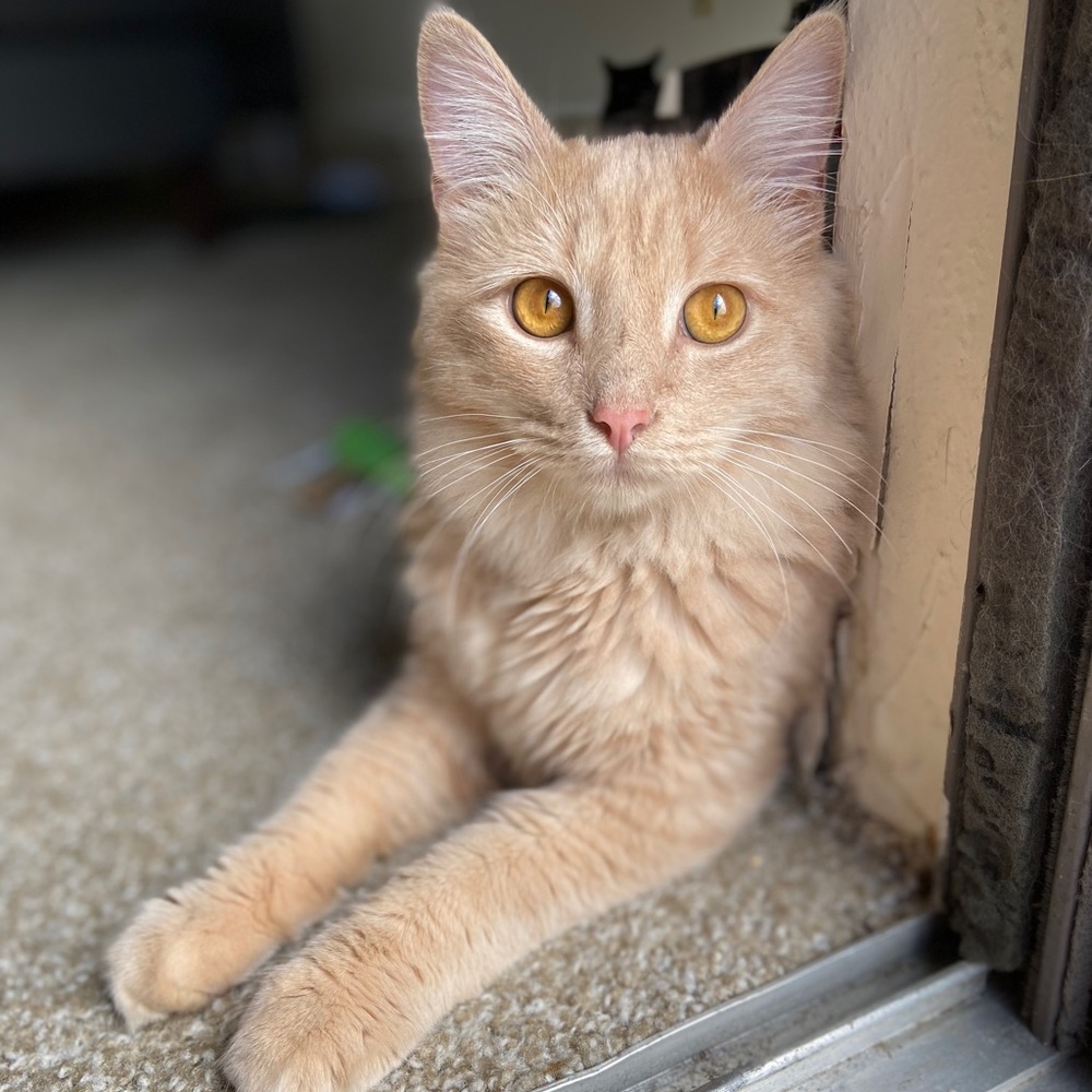 Meet your Posher, Mckayla